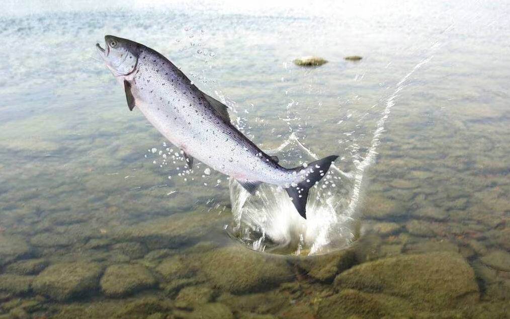 TROIS CONSULTATIONS PUBLIQUES PORTANT INTERDICTION DE PÊCHE DU SAUMON POUR L&rsquo;ANNÉE 2025